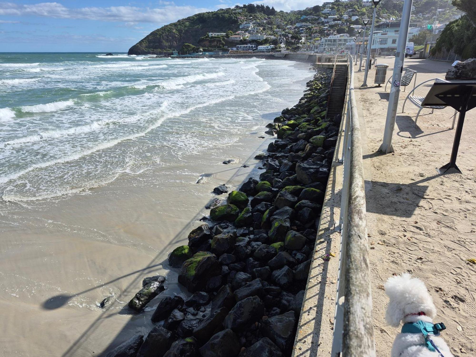 Rosemount B&B By The Sea St Clair Dunedin Eksteriør billede